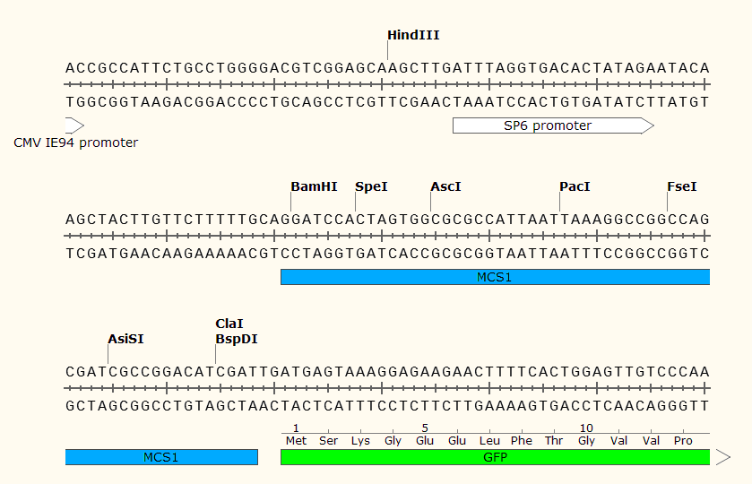 pCS2+8CeGFP 多克隆位点1 点击看大图 pCS2+8CeGFP 多克隆位点1